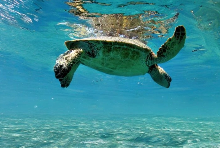 sea turtle conservation St. Thomas