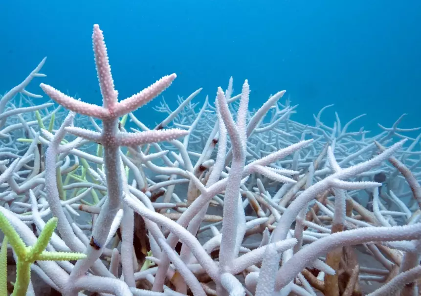 coral bleaching