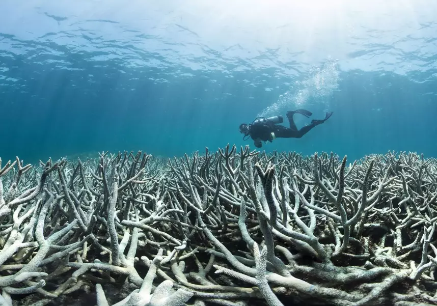 coral bleaching causes