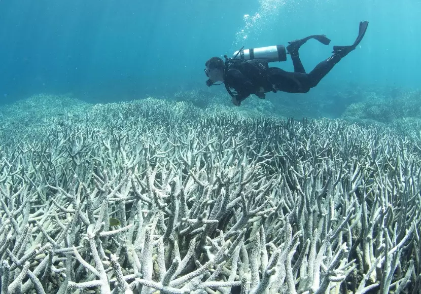 coral bleaching effects