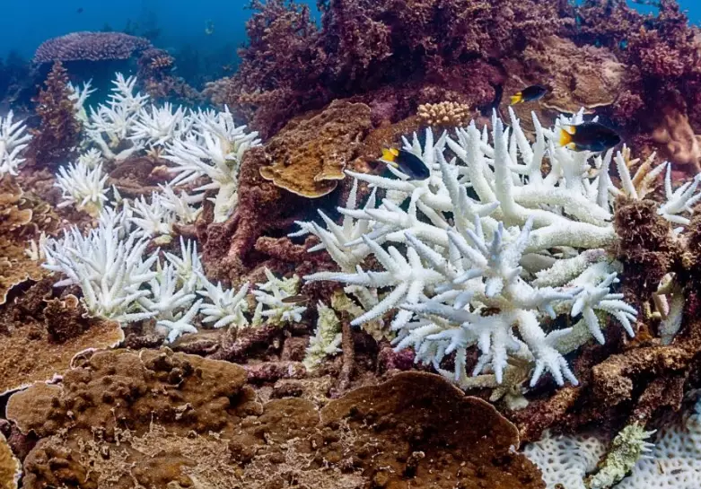 nutrient pollution coral