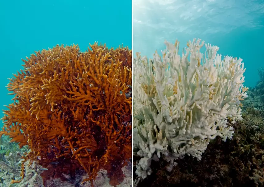 coral bleaching