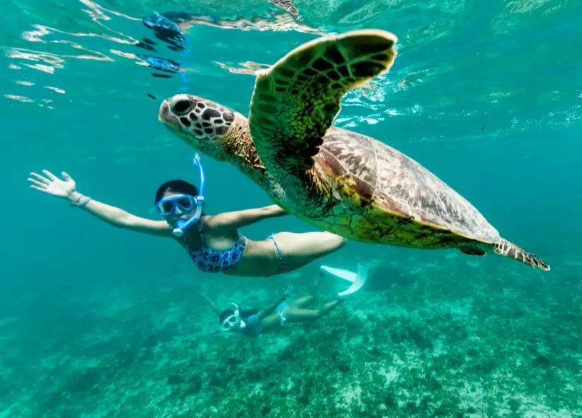 best places to swim with sea turtles