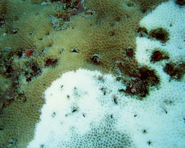 coral bleaching