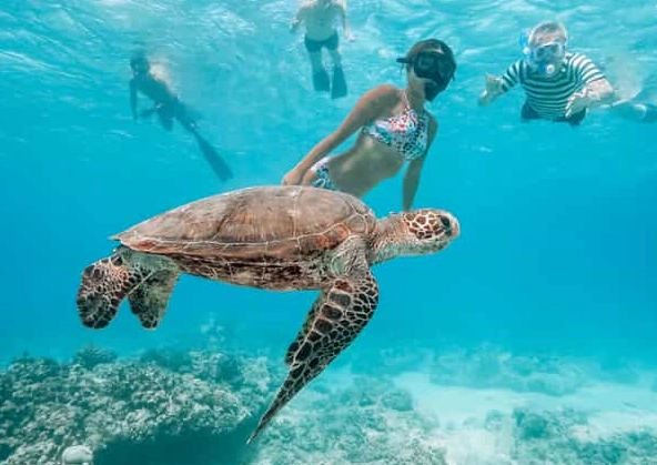 Caribbean turtle snorkeling