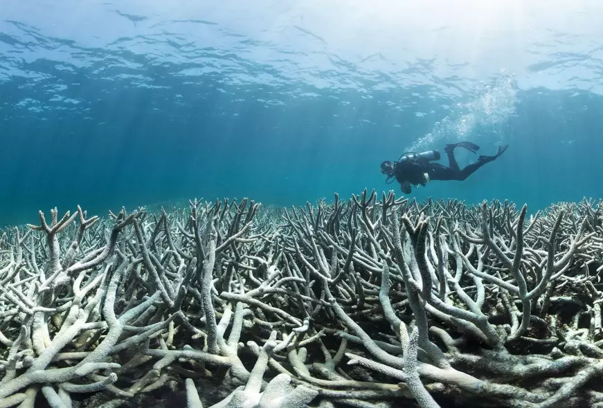 ocean biodiversity loss