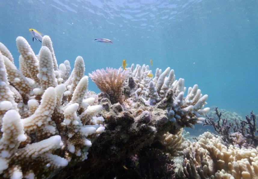 coral bleaching effects