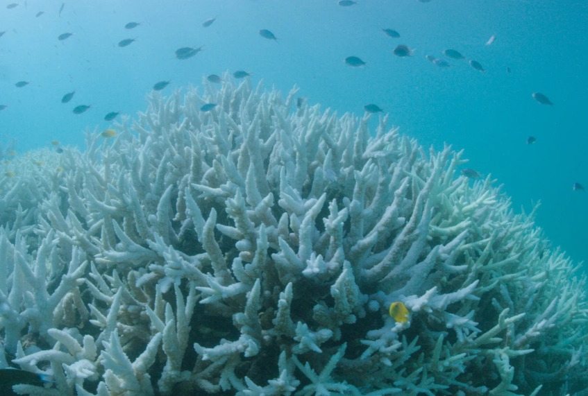 coral bleaching causes