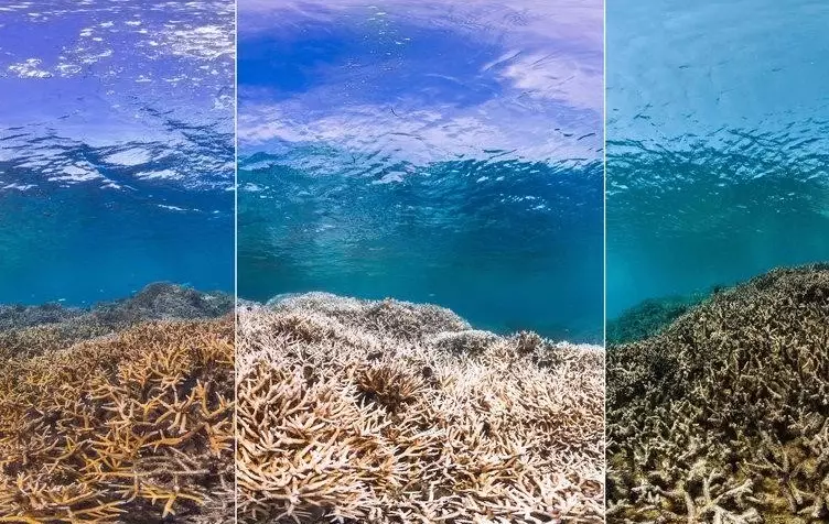 coral reef ecosystem