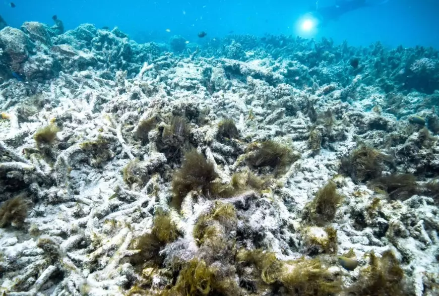 coral bleaching
