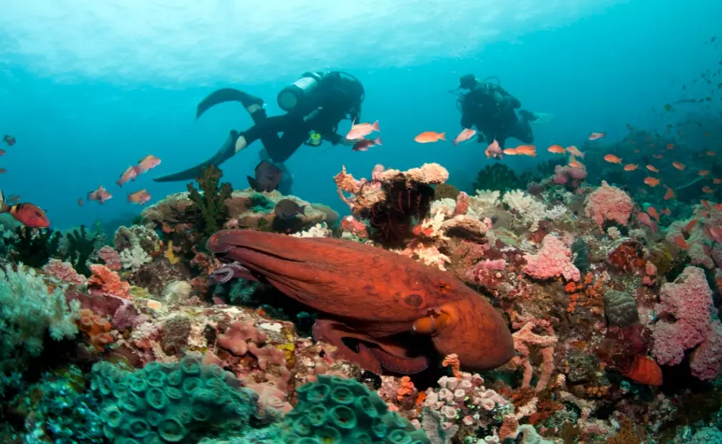 Is scuba diving good in the Philippines?