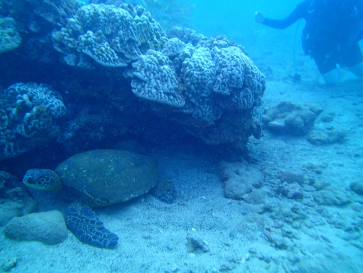 beginner scuba diving