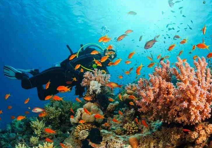 European diving spots marine life