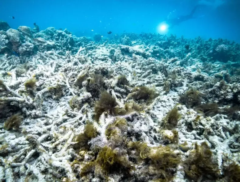 coral reef degradation