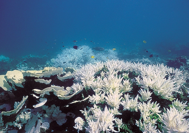 ocean biodiversity loss