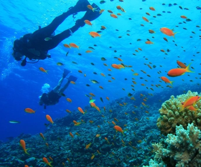 best diving in Europe marine life