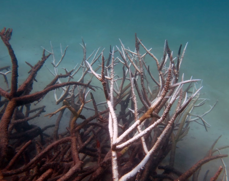 Florida coral reef dying
