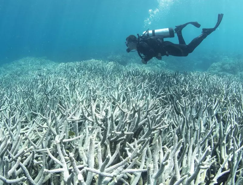 coral bleaching effects