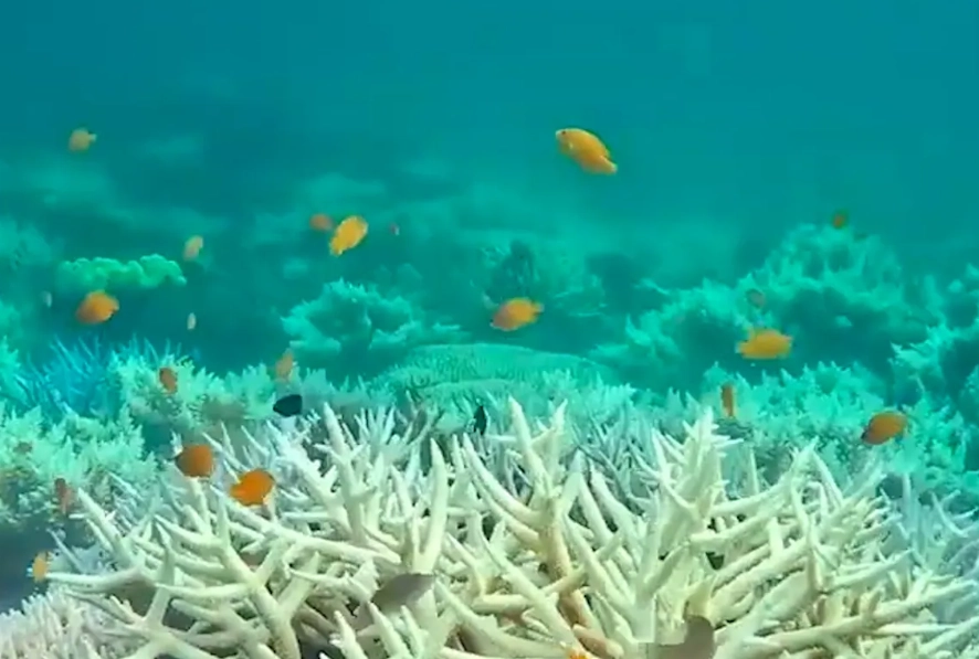coral bleaching coral bleaching