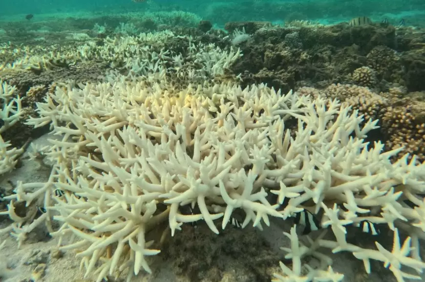 coral reef conservation coral reef conservation