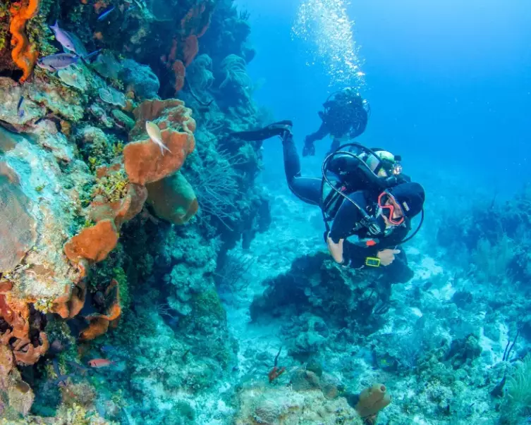 scuba diving Georgia