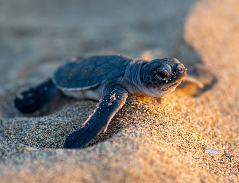 Can you touch baby sea turtles in Florida?