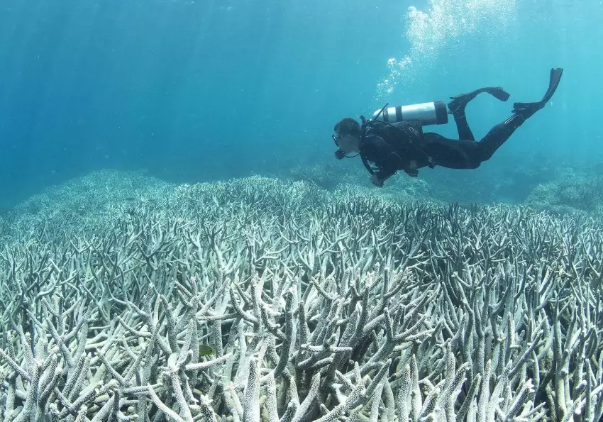 Florida coral reef bleaching Florida coral reef bleaching