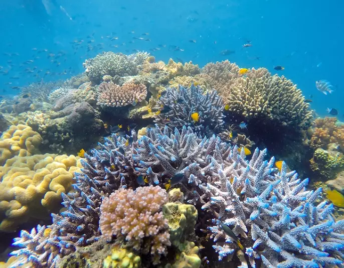 save Florida coral reefs save Florida coral reefs