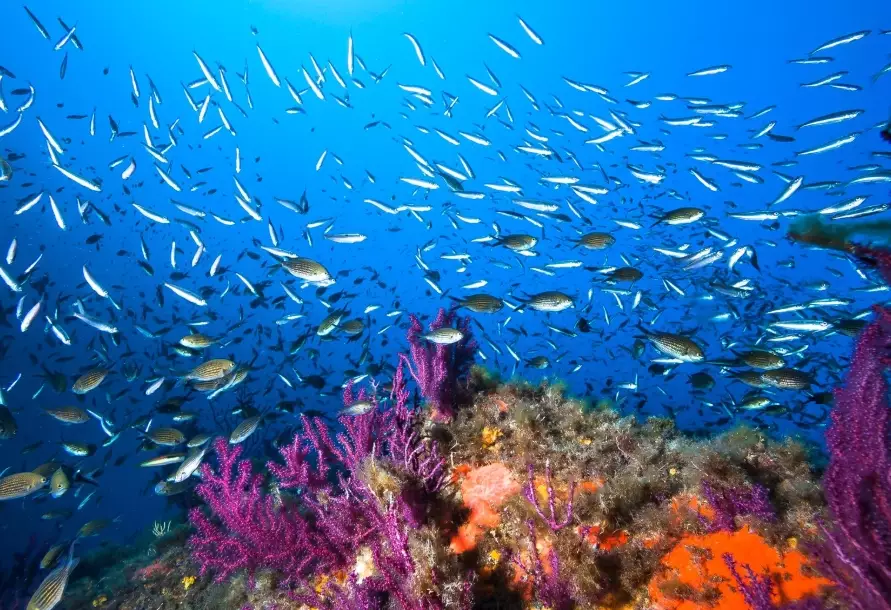 top marine life diving Europe