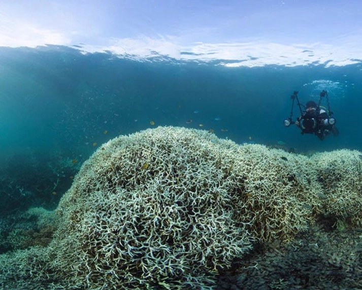 coral reef degradation