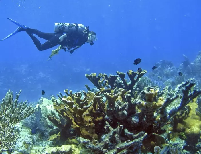Florida Keys coral reef Florida Keys coral reef