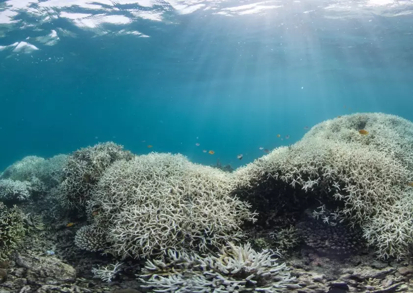 Florida coral reef bleaching Florida coral reef bleaching