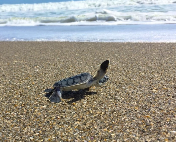 can you touch baby sea turtles