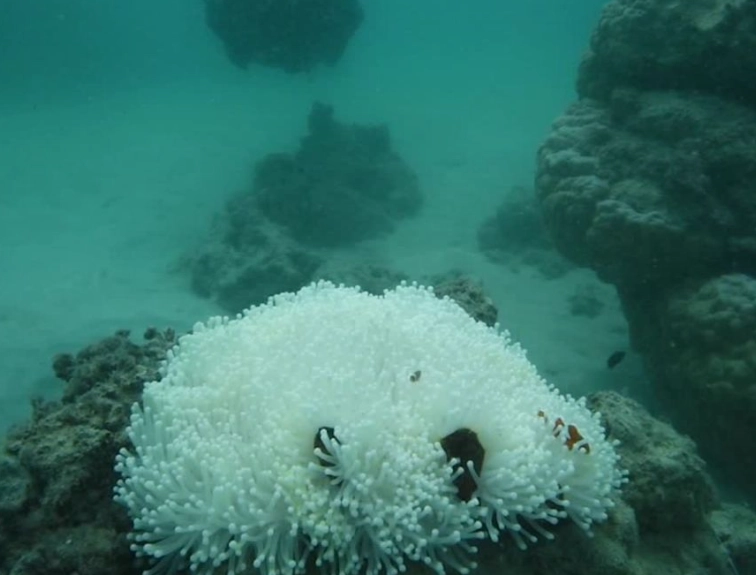 marine ecosystem collapse