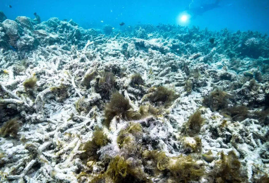 Global coral bleaching events