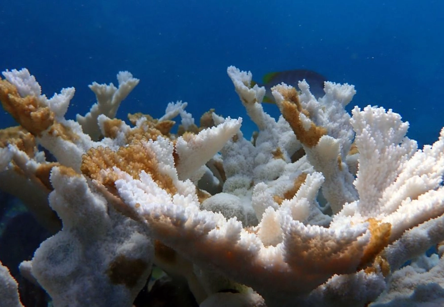 marine ecosystem collapse