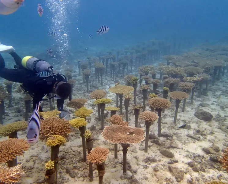 Florida Keys coral reef Florida Keys coral reef