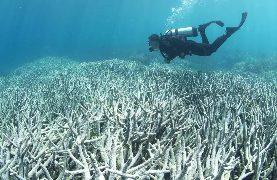 effects of coral bleaching on marine life