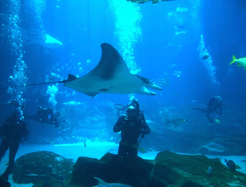 Georgia Aquarium scuba diving