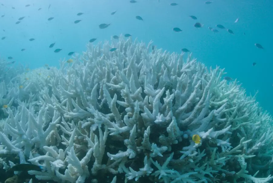 coral bleaching environmental impact