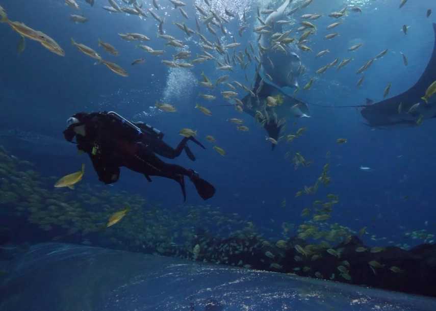 Georgia Aquarium scuba diving
