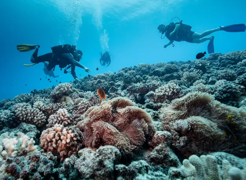 Which country has the best diving?