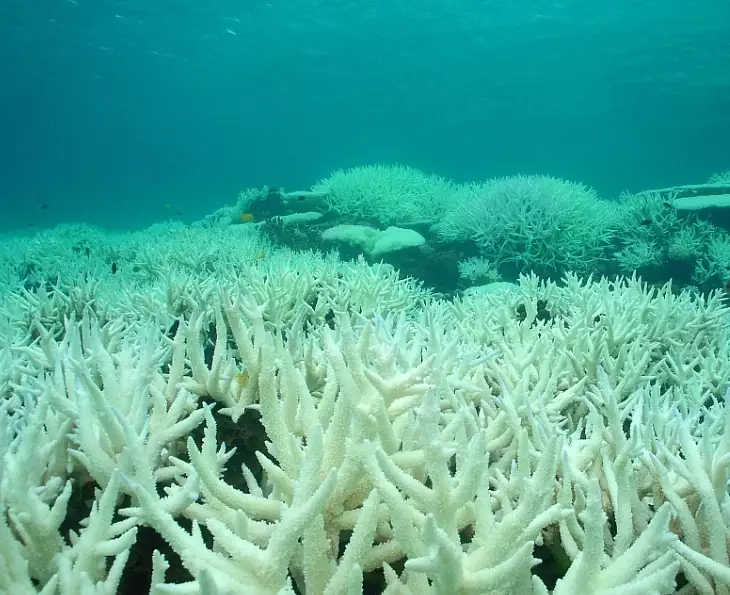 effects of coral bleaching on marine life