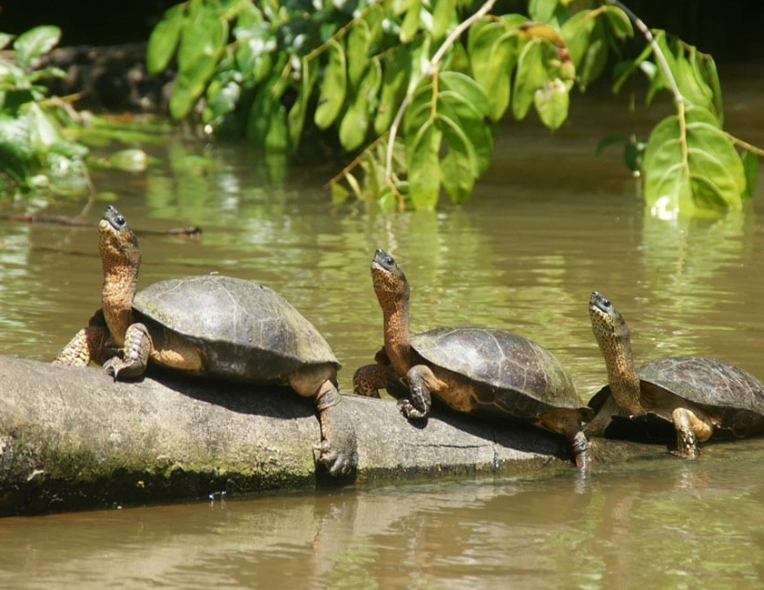 best places to swim with turtles