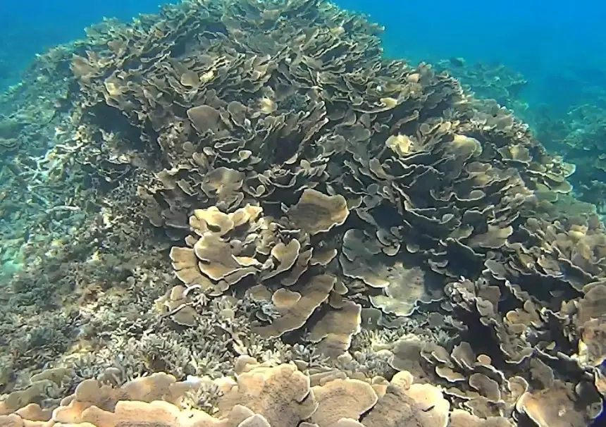 ocean acidification effects