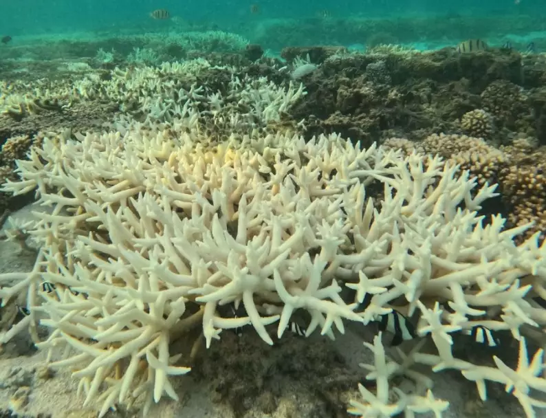 global coral bleaching event
