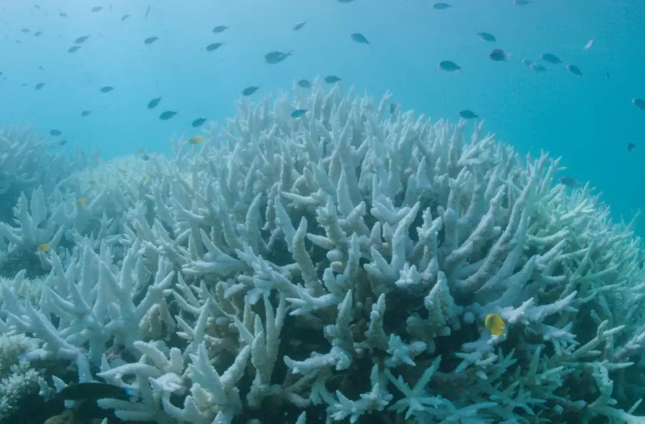 coral bleaching 2024