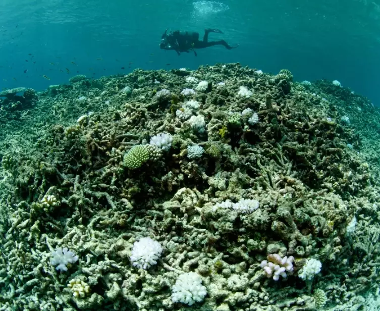 coral reef conservation