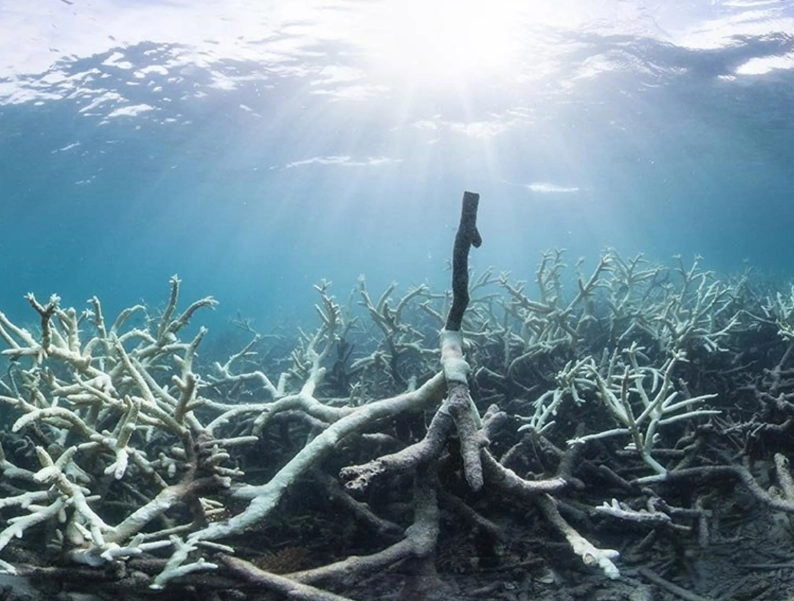 coral bleaching causes