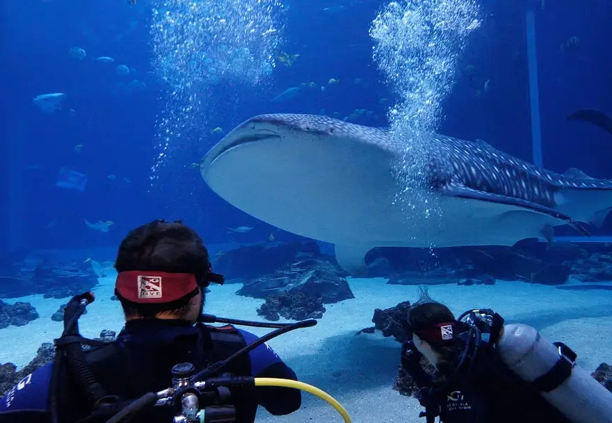 dive with whale sharks